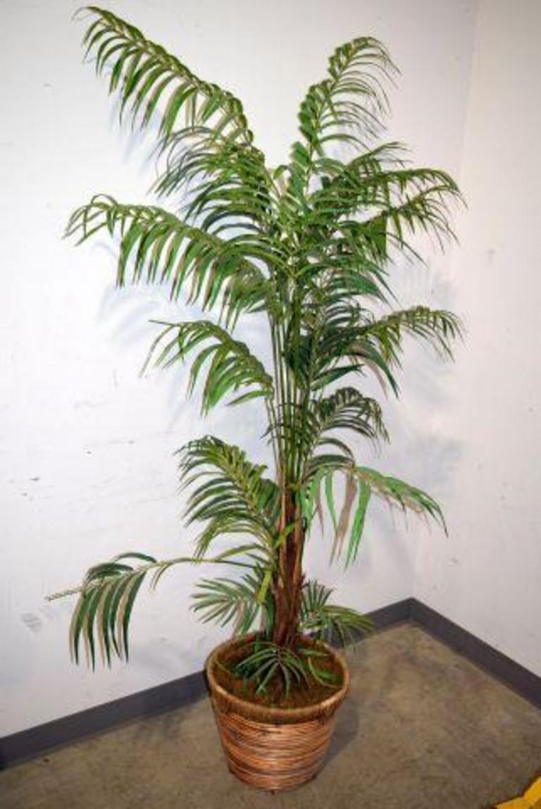 Auction Ohio Palm Tree