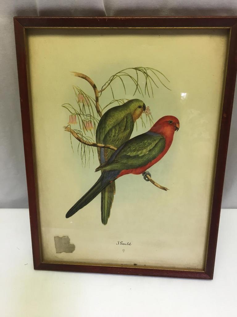 Auction Ohio J. Gould Bird Picture Print