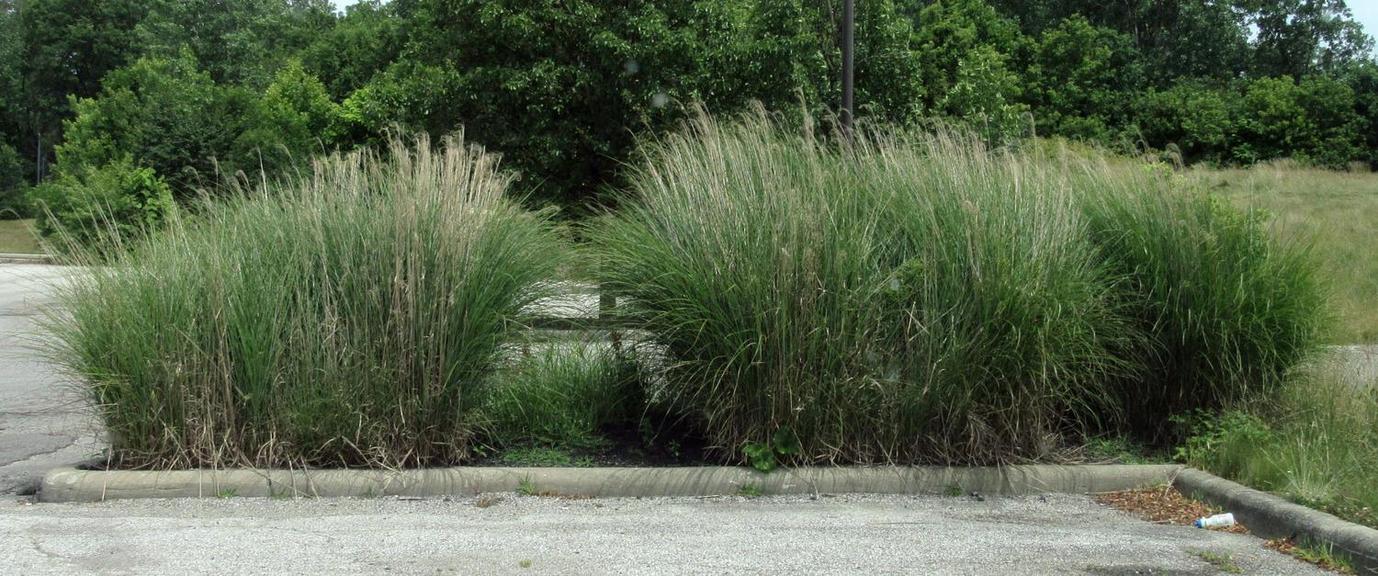 Auction Ohio Ornamental Grasses
