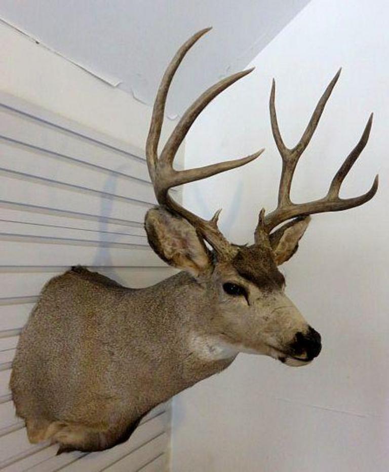 Auction Ohio | Mule Deer Shoulder Mount