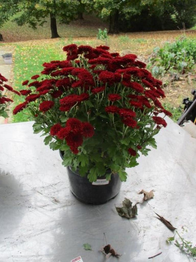 Auction Ohio Ashley Red Mums