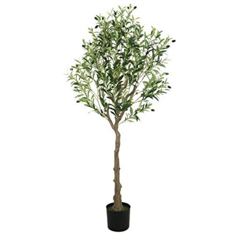 GUYUSO 5.3' OLIVE TREE