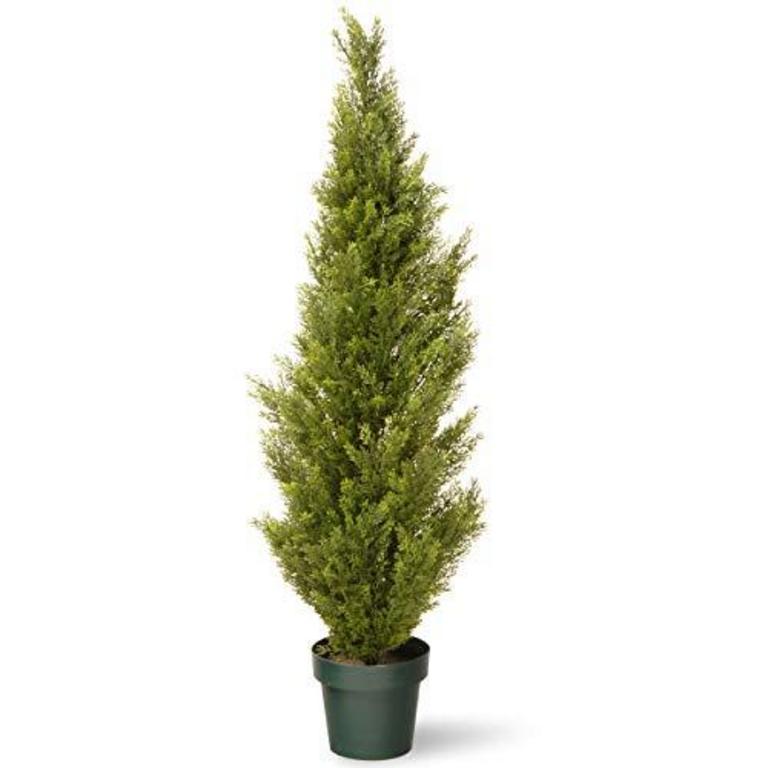 NTC 48'' ARBORVITAE WITH POT