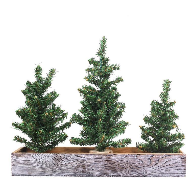 3 MINI CANADIAN PINE TREES