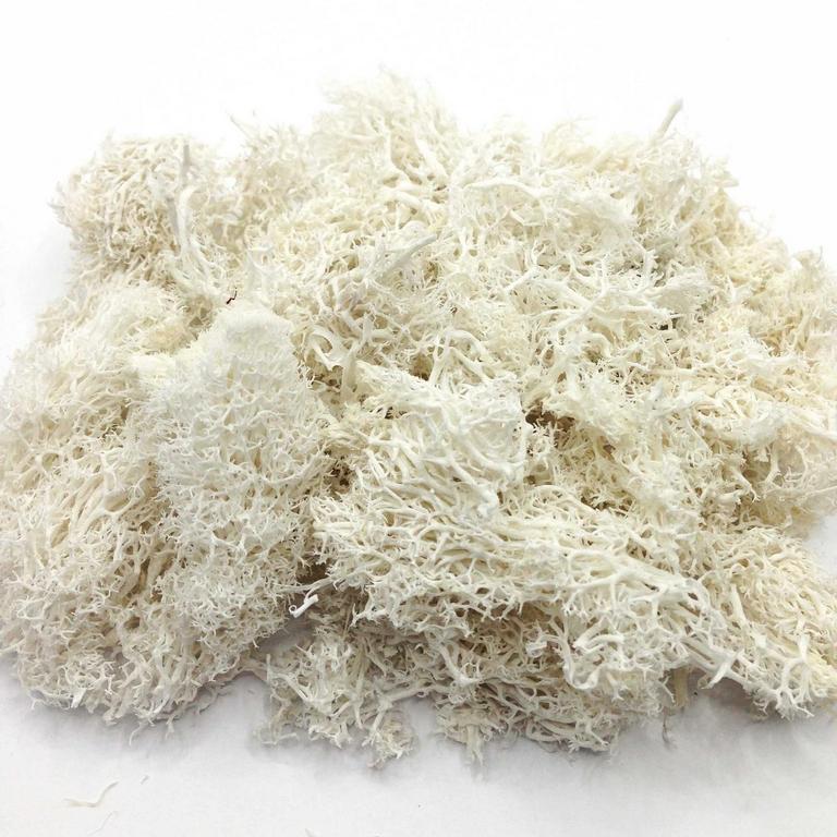 20G NATURAL MOSS WHITE