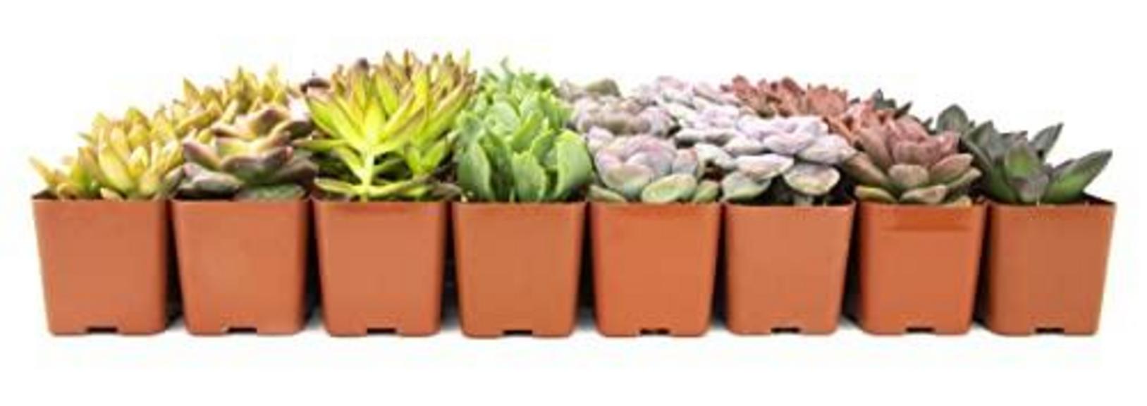 64 ALTMAN SUCCULENT PLANTS