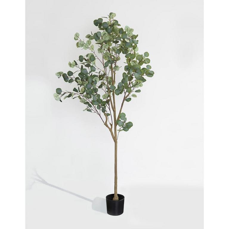 DIIGER 6' EUCALYPTUS TREE
