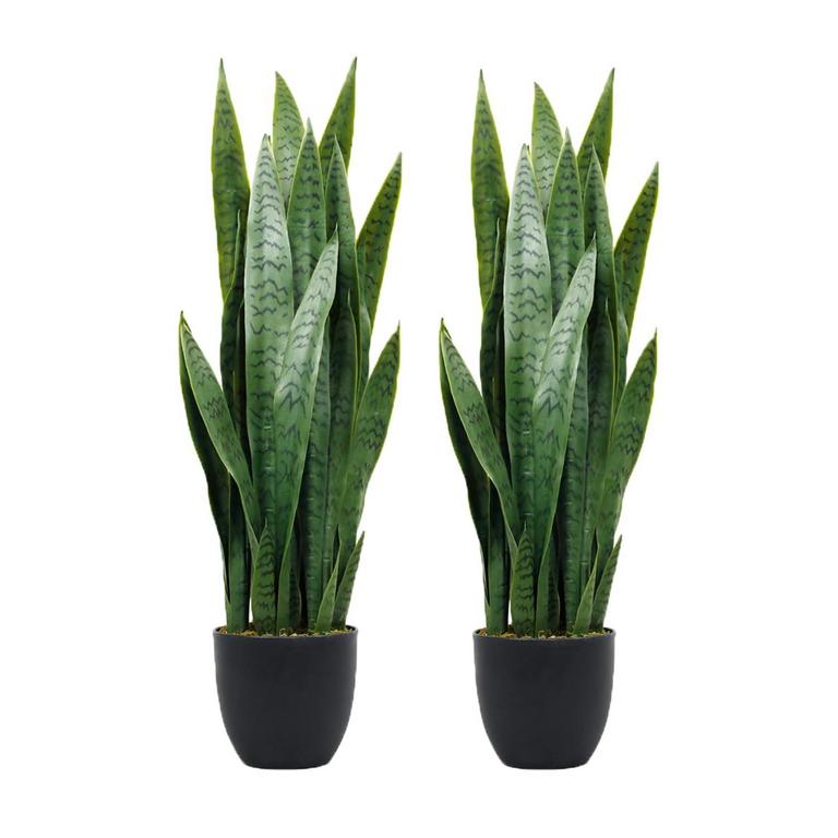 GREENS WORD 3FT SNAKE PLANT 2PK