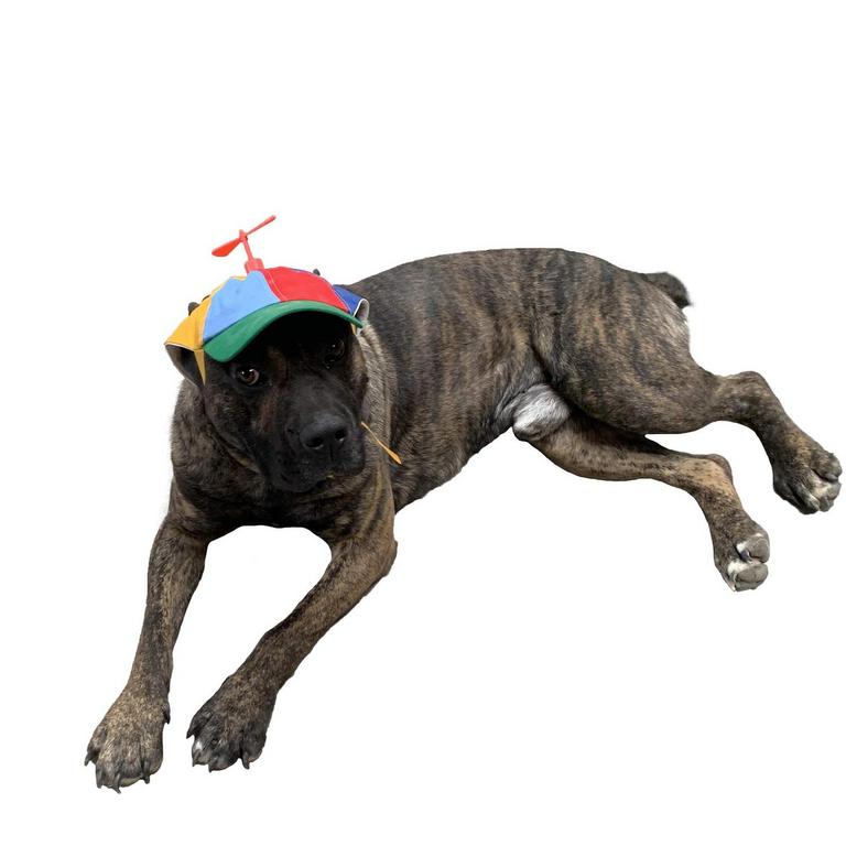 PROPELLER DOG HAT