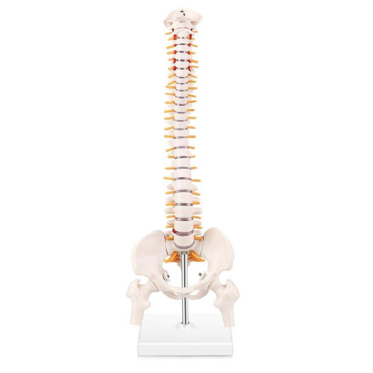 LYOU MINIATURE SPINE MODEL