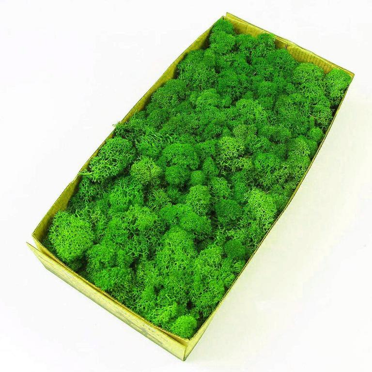 DIY MOSS KIT