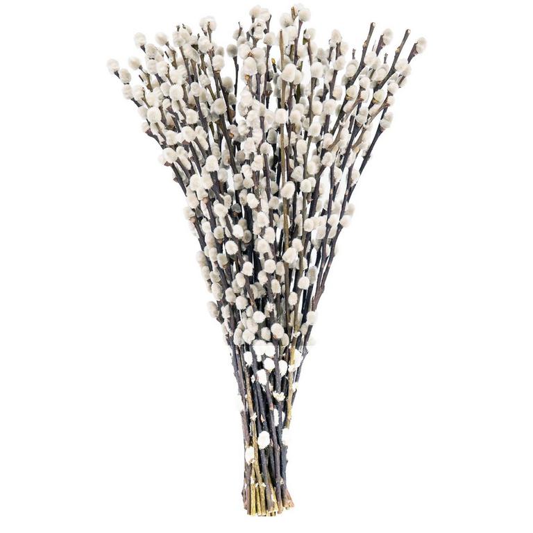 PUSSY WILLOW BRANCHES