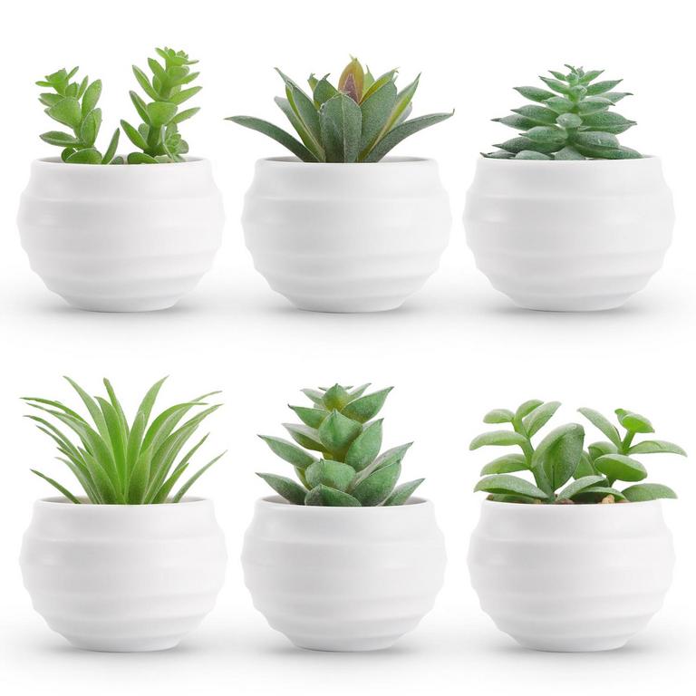 DER ROSE SUCCULENTS SET