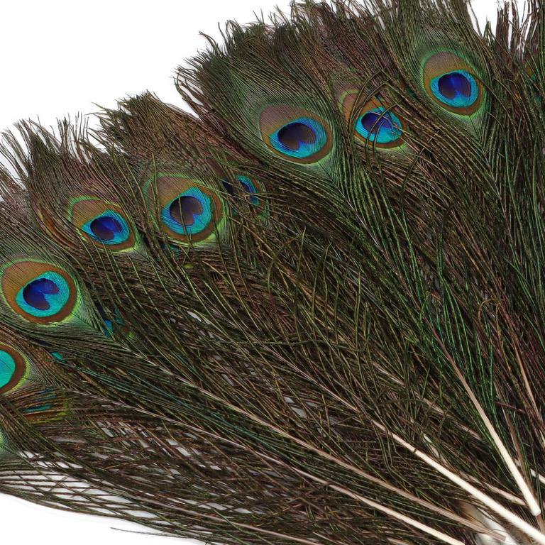 50 OVIDA PEACOCK FEATHERS