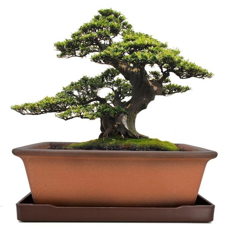 MUZHI BONSAI PLANTER POT
