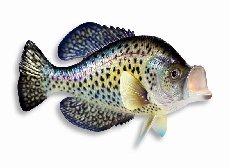 HAND PAINTED FISH PLAQUE 15"
