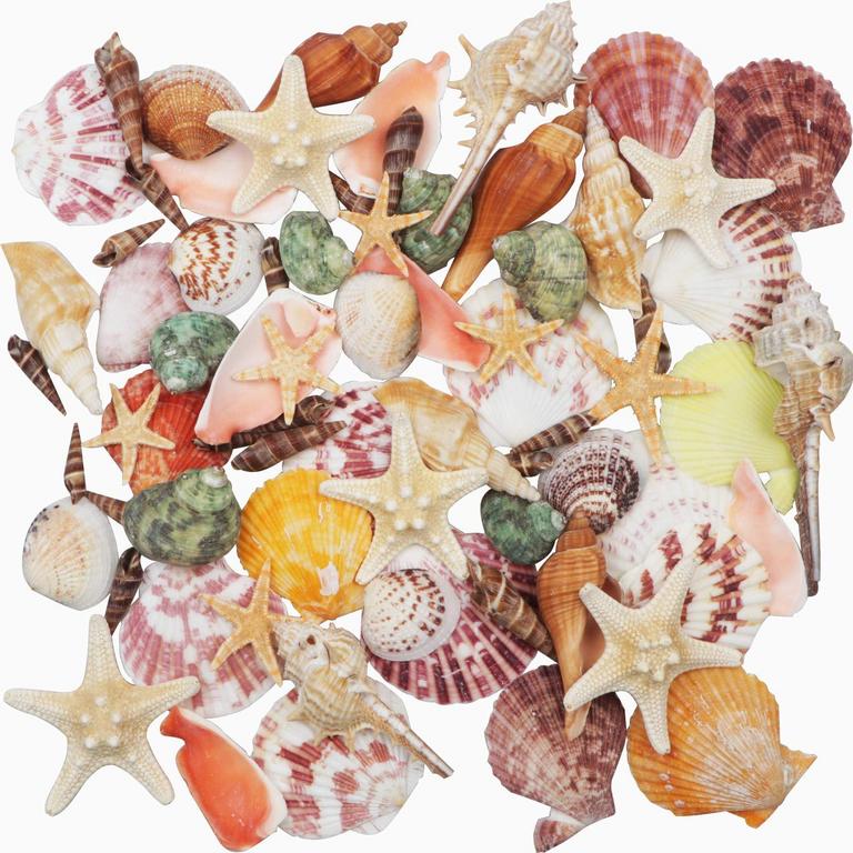 SEA SHELL MIX DECOR