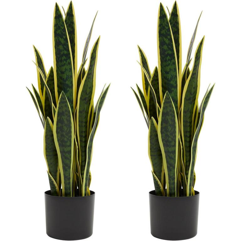 KOL 25.6IN SNAKE PLANTS 2PK