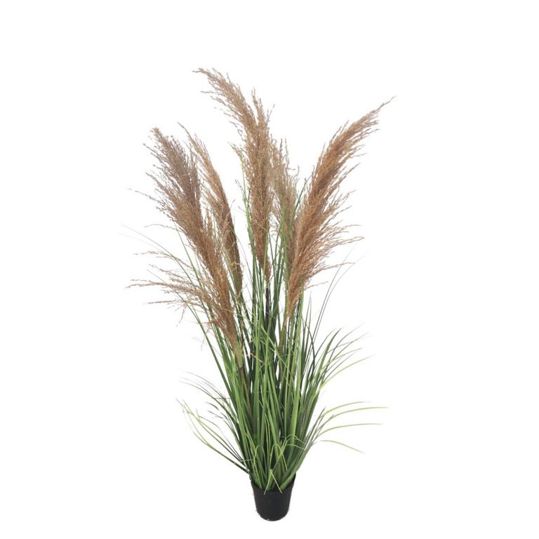 ECOFOREST 47IN PAMPAS GRASS PLANT