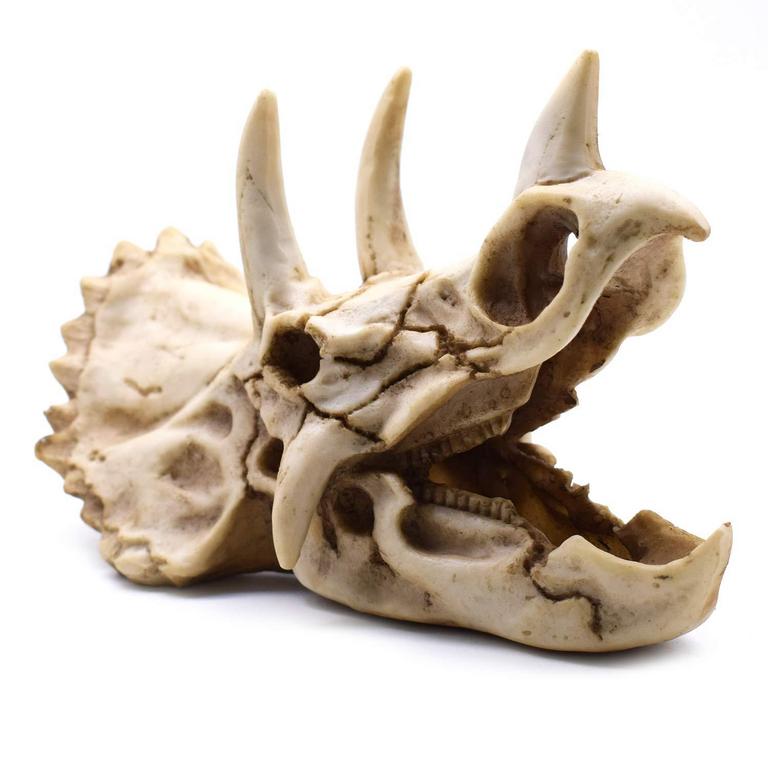 SHTWX TRICERATOPS SKELETON MODEL 4.7"H