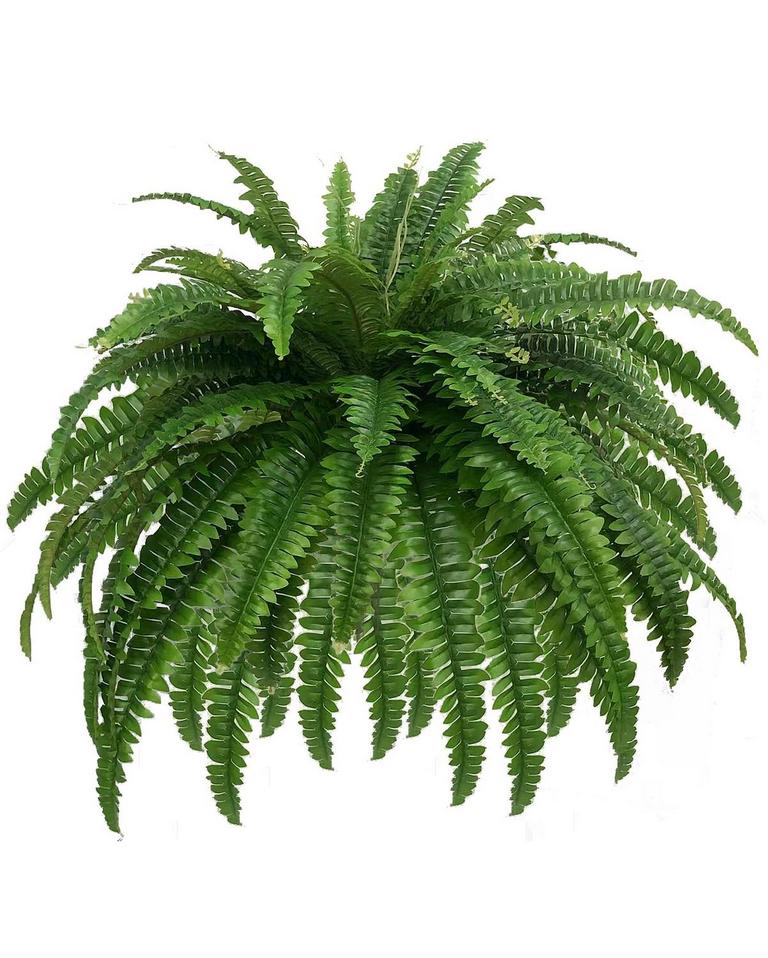 MIUYEAH MIAO 48IN FAUX FERN