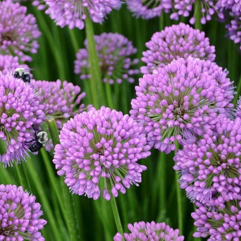 HOLLAND BULB FARMS FLOWER ROOT